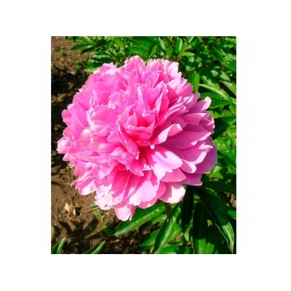 Розовый пион на фоне зелени - ИРЕМЕЛЬ