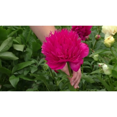 Рожевий пион на фоні зелені - Ірокез