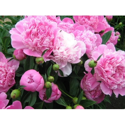 Пион 'ИЮНЬ' — крупные розовые цветы на фоне зелени