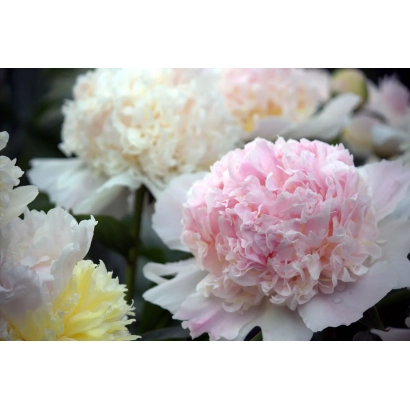 Пионы разных цветов на фоне зелени - ИВАН ГОРОЖАНКИН