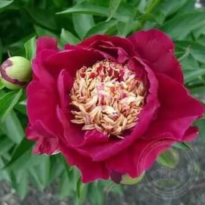 Пион Кэрен Грей на фоне зелени - КЭРЭН ГРЕЙ