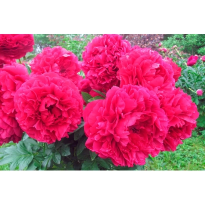 Красные пионы на фоне зелёной листвы - КЭРОЛ ПИНК