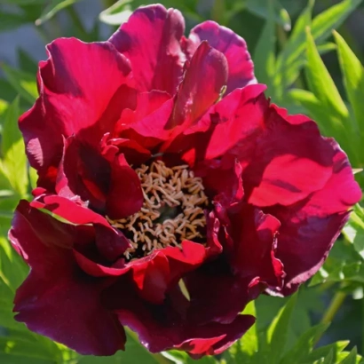 Крупний план темно-червоного піону на фоні зелені - Корсар