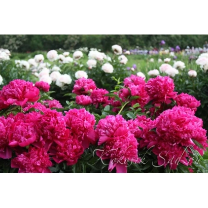 Vibrant pink peonies in a white and purple flower garden - CREWSEER AURORA