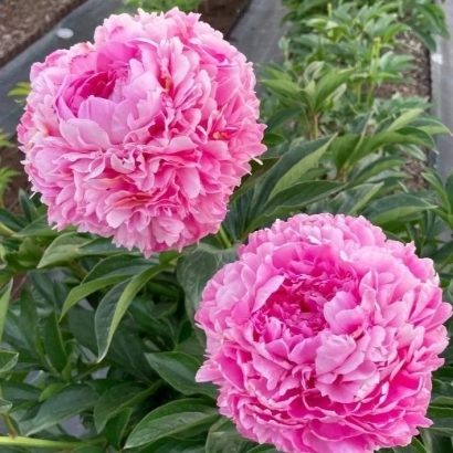 Рожеві пиони на фоні зелені - КІЖКА САДУ