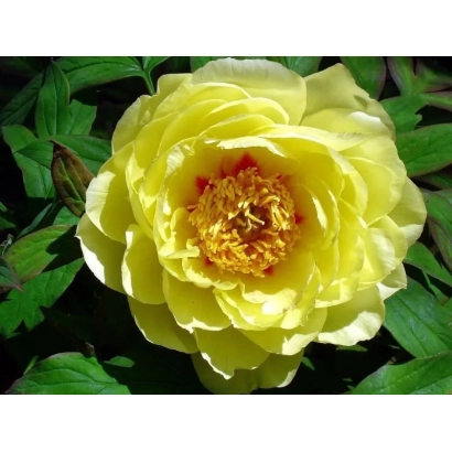 Жовтий пион на фоні зелени - КУЇНДЖІ