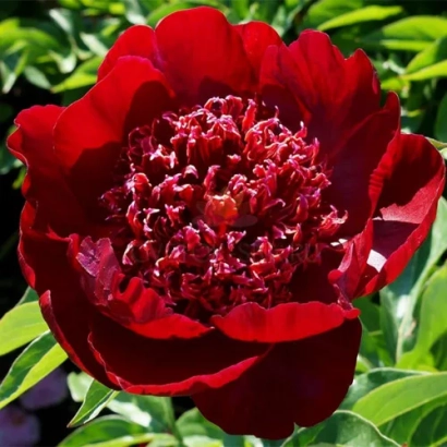 Крупный план красного пиона на зелёном фоне - Львивская Чоколядка