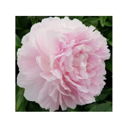Pink peony Lottie Dawson Rea on green background