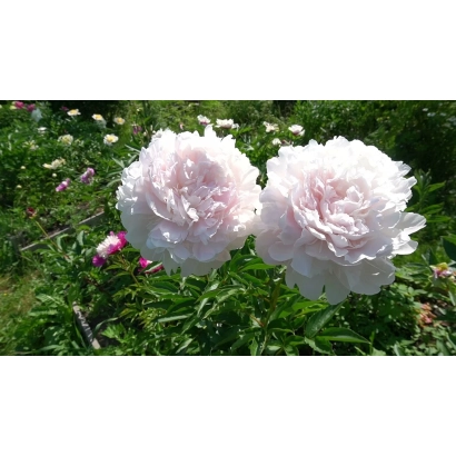 Рожеві піони на фоні зеленої листя - Либідь / Либідь