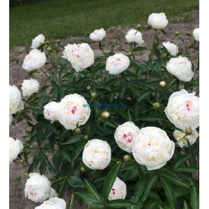 Пион Мадам де Верневиль на фоне зелёной травы