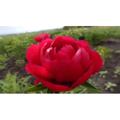 Ближній план яскраво-червоного піона на тлі грядки - Малинова Ватра