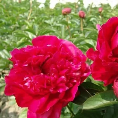 Close-up of a bright pink peony with green leaves and buds in the background - Marshal Mac-Magon