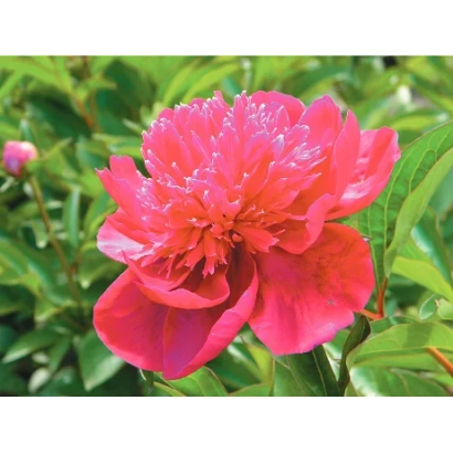 Пион сорта МЕЧТА С.П. КОРОЛЕВА на фоне зелени