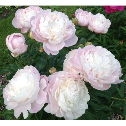 Пиони сорту МЕРІ НІКОЛЗ на фоні зеленої листя