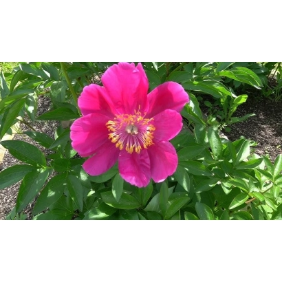 Розовый цветок пиона Метелик на зелёных листьях