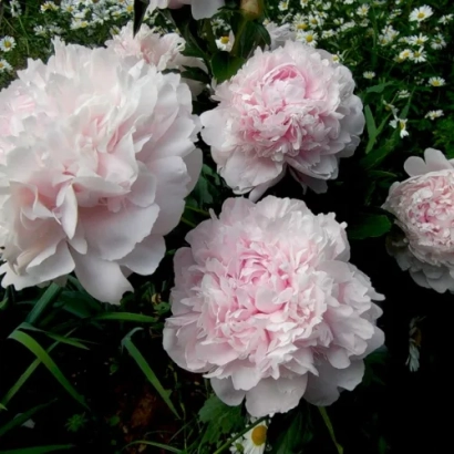 Пион Мрія на фоні зелени