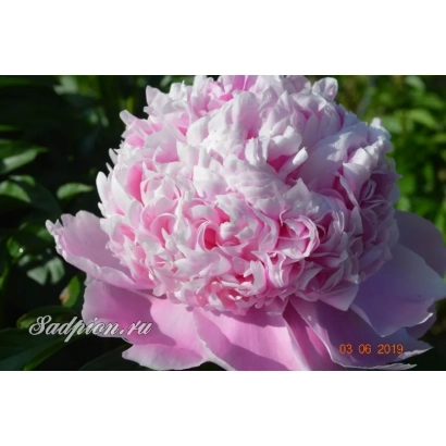 Пион розово-белого цвета на зелёном фоне - Мсье Жюль-Эли