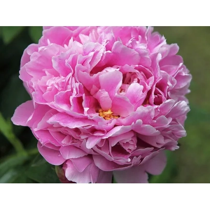 Розовый пион - МУСТАЙ КАРИМ