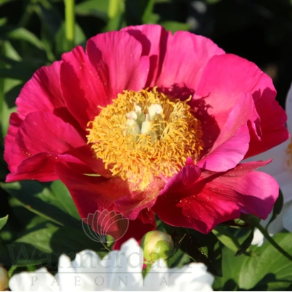 Close-up of a bright pink peony-like rose with a yellow center against green foliage - NICOLAI VAVILOV