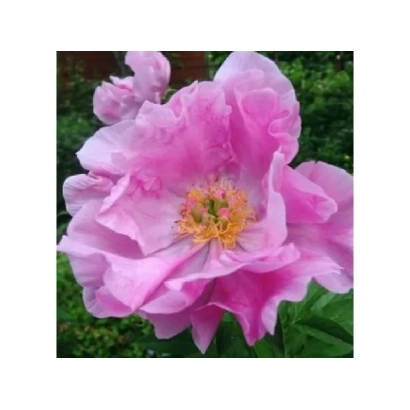 Розовый пион на фоне зелени - НОВОСТЬ АЛТАЯ