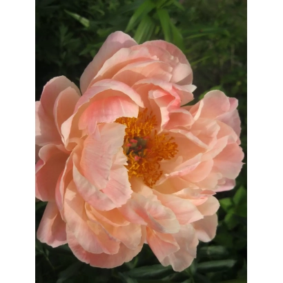 Пион сорта Очарование Ольги на фоне зелени