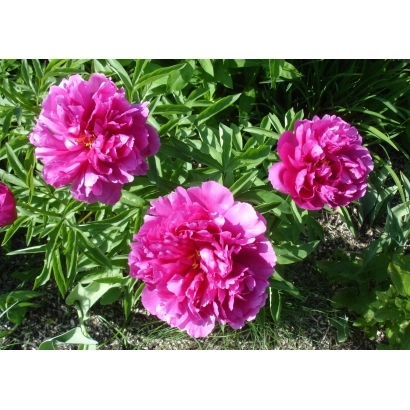 Рожеві піони на зеленому фоні - Офелія