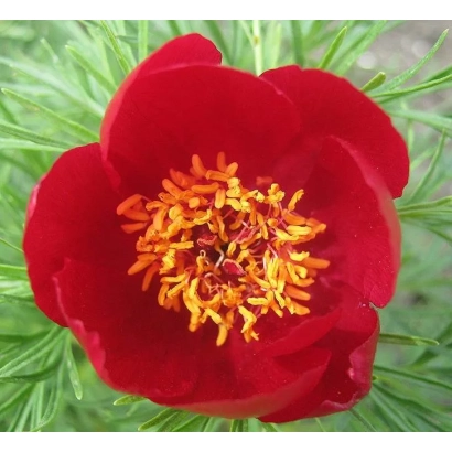 Крупный план красного цветка Пион на фоне зелёных листьев - ОГОНЕК