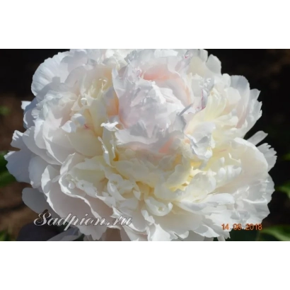 Белый пион сорта Stal'vira на фоне зелени - ПАМЯТИ А.С. САХАРОВОЙ