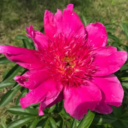 Яскраво-рожевий пион на фоні зелені - ПАМ'ЯТІ ВЛАДА