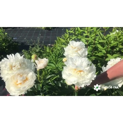 Белые пионы сорта ПОЛЯРНИК 8 на фоне зелени