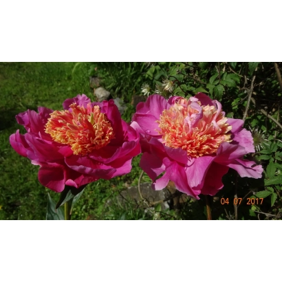 Дві цвітучі пиони рожево-фіолетового відтінку з яскраво-жовтими центрами на зеленому фоні - ШАХТАРСЬКИЙ ВОГОНЕК