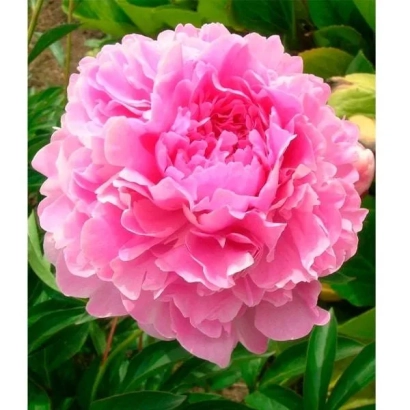 Розовый пион на зелёном фоне - САЛАВАТ