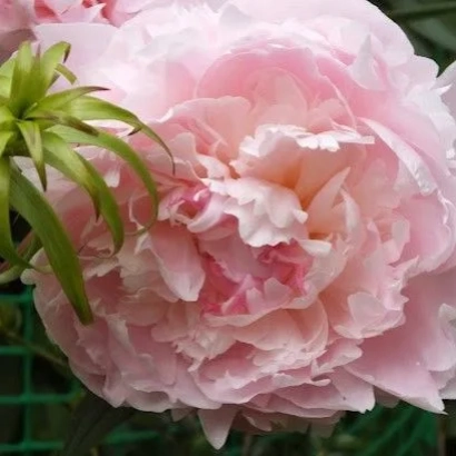 Pink peony Serezha on green mesh