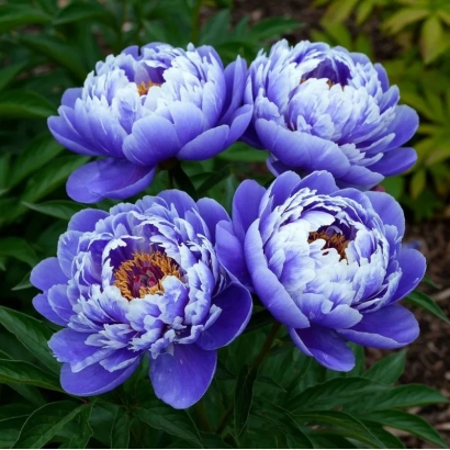 Крупний план цвітучого пиону сиреневого відтінку на фоні зелені - Сиреневий Туман