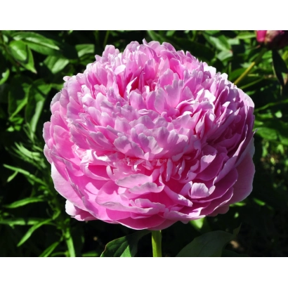 Рожевий пион на фоні зелені - Скарбниця