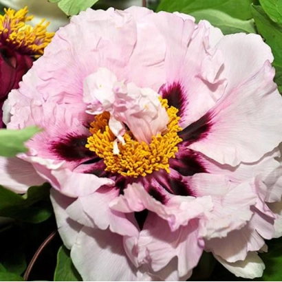 Розовый пион с жёлтым центром - СМОЛИН