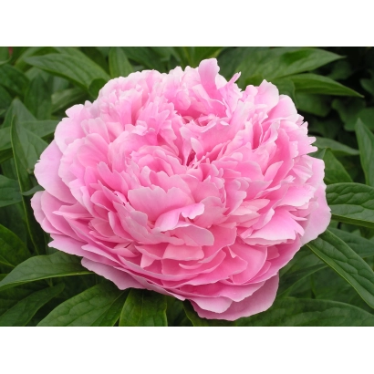 Розовый пион на фоне зелени - Сни Роксолани