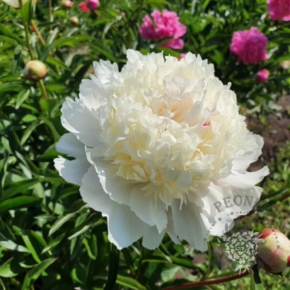 Білий пион СНОУ МАУНТИН на фоні зелені та рожевих квітів