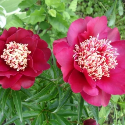 Красные пионы на фоне зелени - СУРУГУ