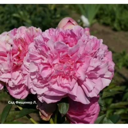 Розовый пион сорта Сад Фишера Л. - Свитлана