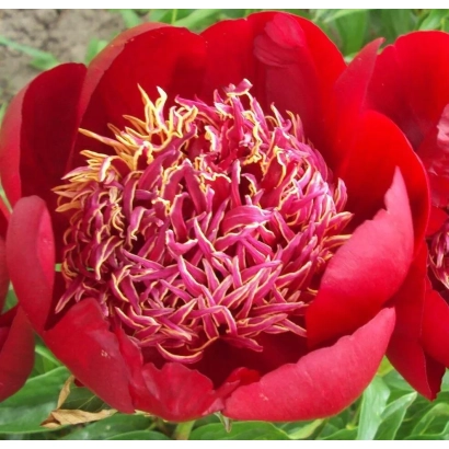 Детальне зображення червоного пиону сорту Татяна - Татьяна