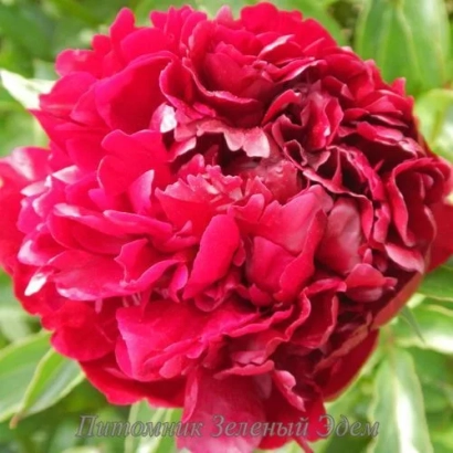 Red peony Tempest on green background