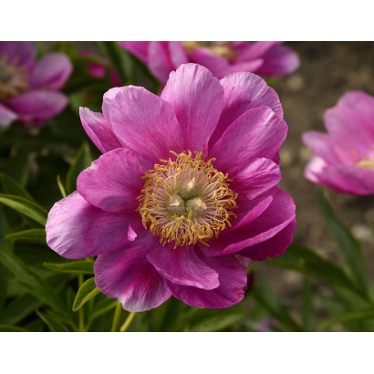 Рожевий пион на фоні зелені - Травневі Роси