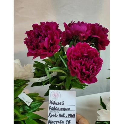 Пион ЮБИЛЕЙ РЕВОЛЮЦИИ в горшке, 1963, Москва, СБ