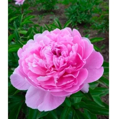 Pink peony against green foliage - JUBILEY YUBSI