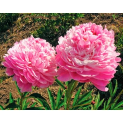 Пион Уфимский Рассвет — розовые цветы на фоне зелени