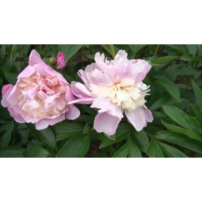 Розовые пионы на фоне зелени - УФИМСКИЙ ВАЛЬС