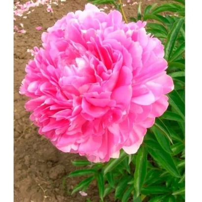 Розовый пион Уралец на фоне земли и зелени