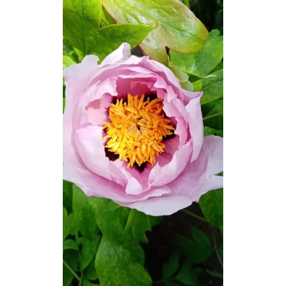 Пион рожевий з жовтим центром на зеленому фоні - ВАДИМ ТИХОМИРОВ