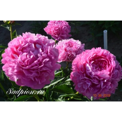 Pink peonies on green background with text Sodpion.ru - VARENKA
